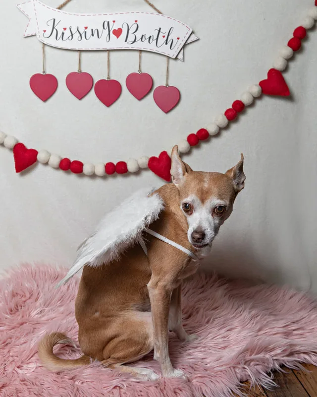 A color photo of a tan chihuahua mix dog posing with Valentine's Day props. She wears Cupid angel wings. The photo was taken by Laura Pea Photography, a Long Island pet photographer. 