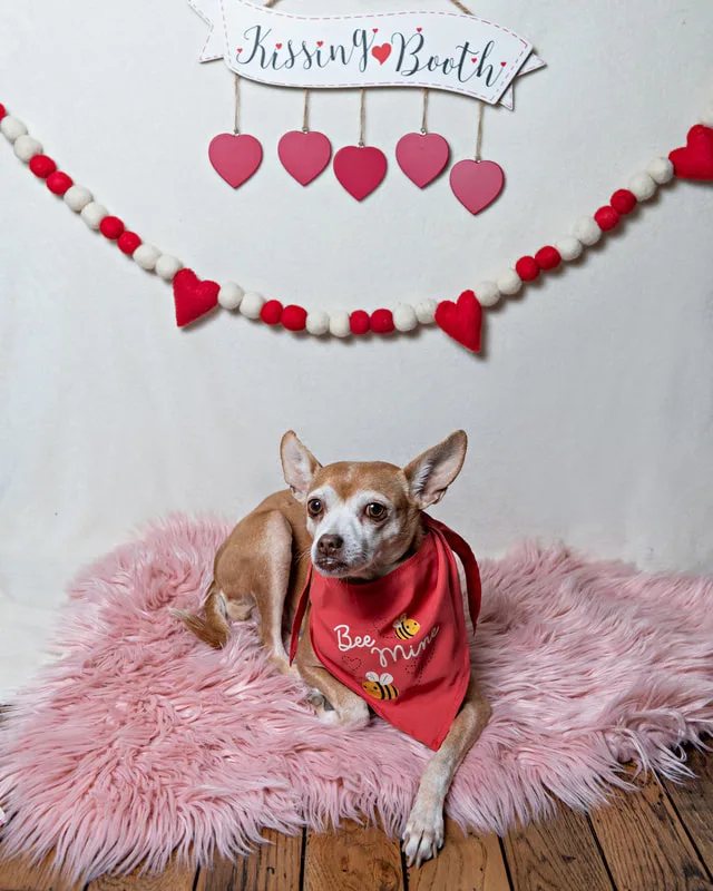 A color photo of a tan chihuahua mix dog posing with Valentine's Day props. She wears a Bee Mine bandana. The photo was taken by Laura Pea Photography, a Long Island pet photographer. 
