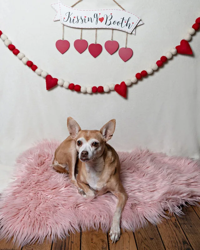 A color photo of a tan chihuahua mix dog posing with Valentine's Day props. She sits on a pink furry rug with a Kissing Booth sign behind her. The photo was taken by Laura Pea Photography, a Long Island pet photographer. 