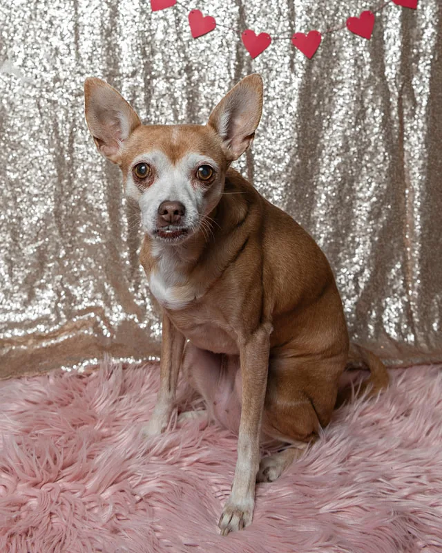 A color photo of a tan chihuahua mix dog. She sits on a pink furry rug with a champagne sequin backdrop behind her.  The photo was taken by Laura Pea Photography, a Long Island pet photographer. 