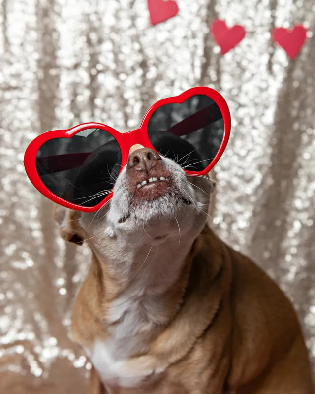 A color photo of a tan chihuahua mix dog. She wears red heart sunglasses with a champagne sequin backdrop behind her.  The photo was taken by Laura Pea Photography, a Long Island pet photographer. 