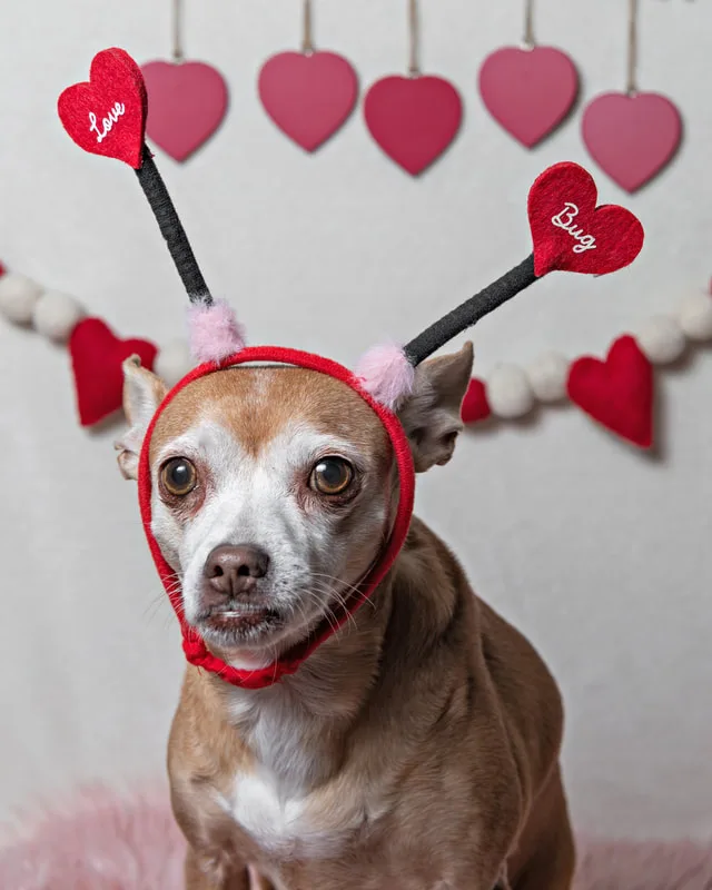 A color photo of a tan chihuahua mix dog posing with Valentine's Day props. She wears a Love Bug heart headband.  The photo was taken by Laura Pea Photography, a Long Island pet photographer. 