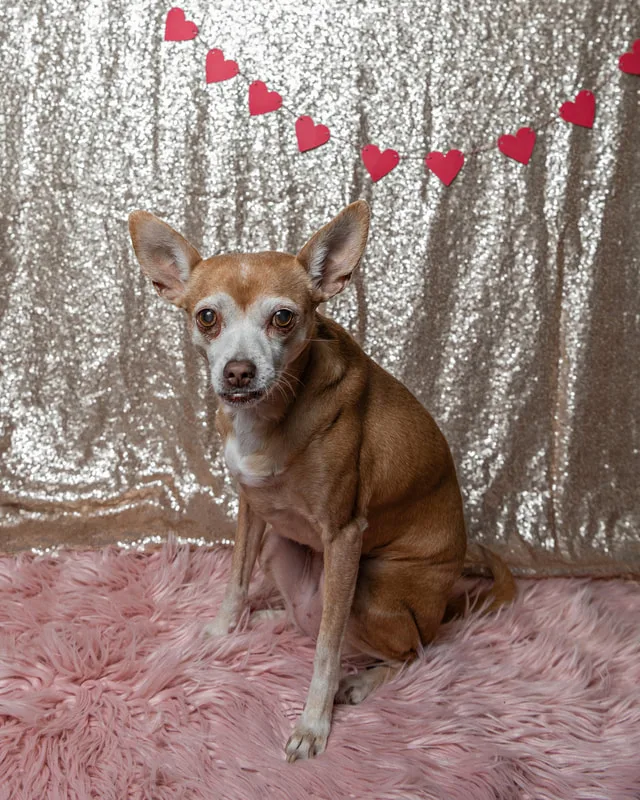 A color photo of a tan chihuahua mix dog posing with Valentine's Day props. She sits on a pink furry rug with a champagne sequin backdrop behind her.  The photo was taken by Laura Pea Photography, a Long Island pet photographer. 