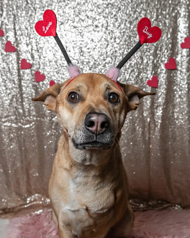 A color photo of a tan tripod three-legged mix dog posing with Valentine's Day props. He wears a Love Bug heart headband.  The photo was taken by Laura Pea Photography, a Long Island pet photographer. 