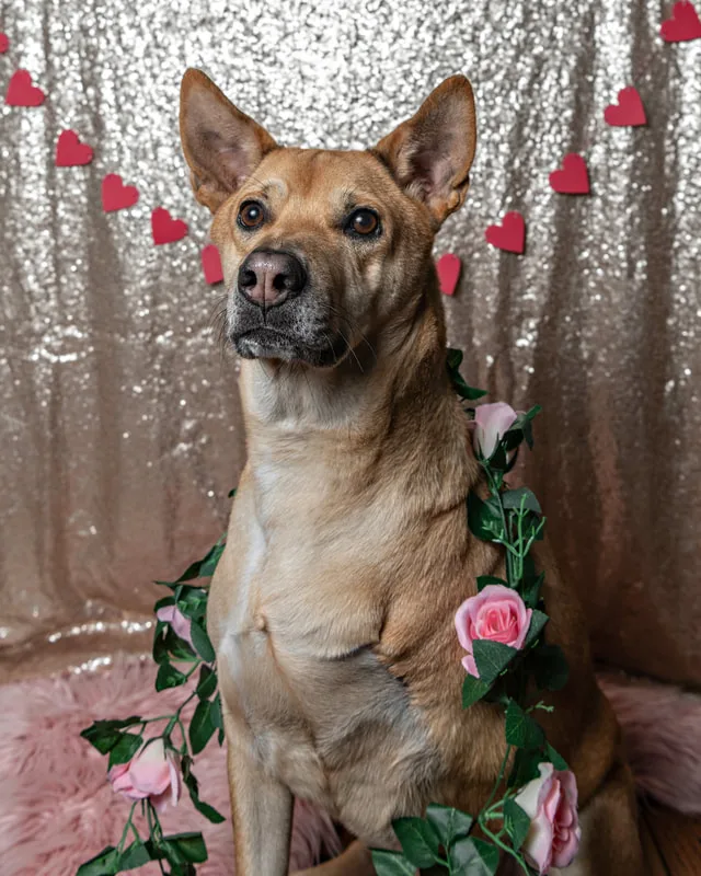 A color photo of a tan tripod three-legged mix dog posing with Valentine's Day props. He wears a garland with roses around his neck. The photo was taken by Laura Pea Photography, a Long Island pet photographer. 