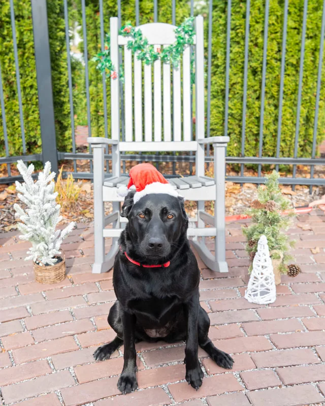 photo of a black labrador dog in a santa hat