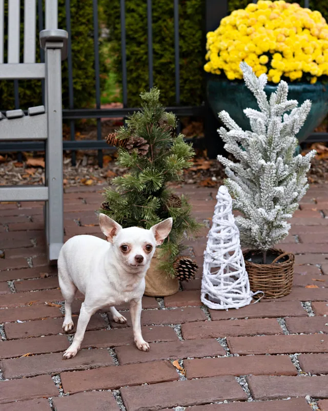 photo of a chihuahua