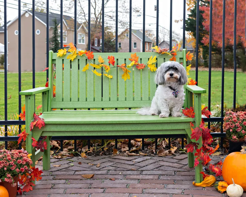 photo of a dog on a fall decorated bench