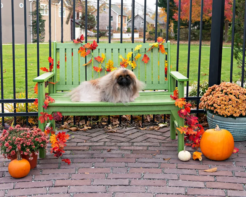 photo of a pekingese dog on a fall decorated bench