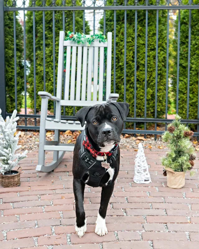 photo of a pitbull mix dog