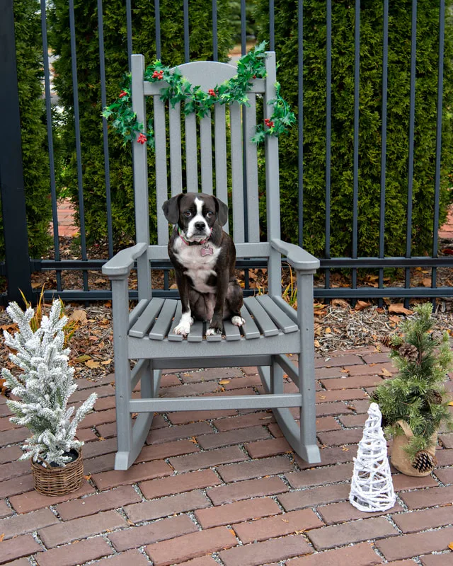 photo of a puggle dog 