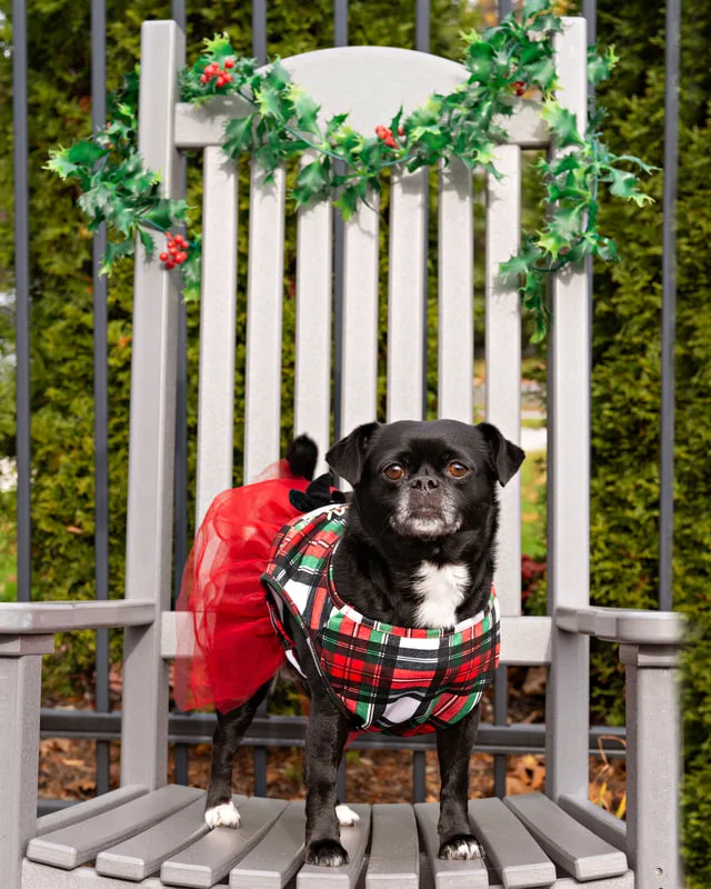 photo of a puggle on a christmas decorated chair