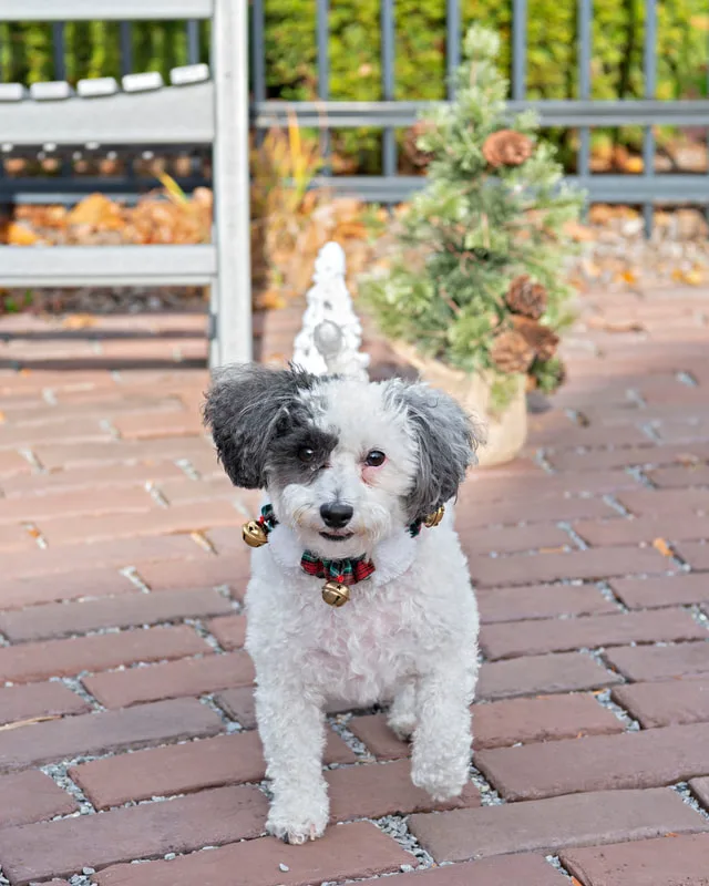 photo of a terrier