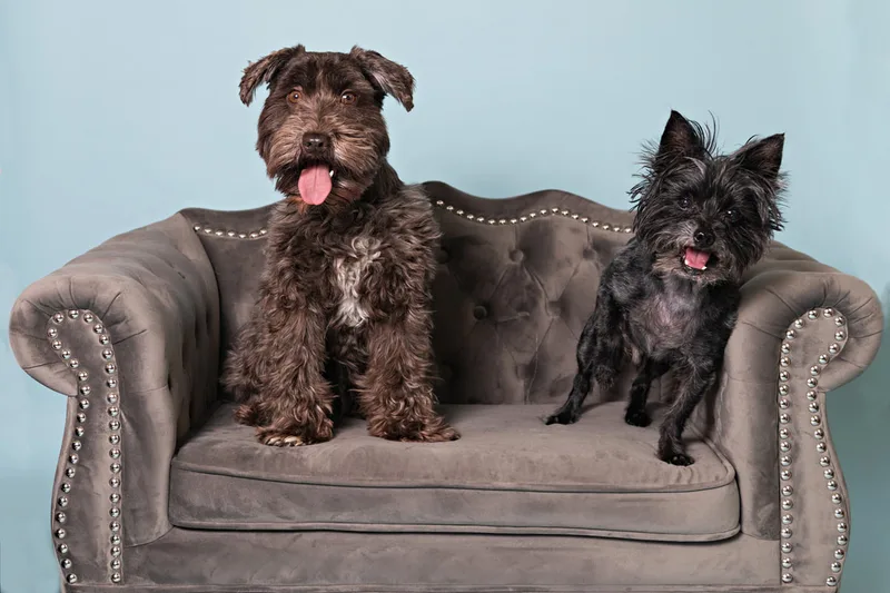 Color photo of a brown mini schnauzer and a black mini schnauzer mix dog on.a gray couch against a blue backdrop. The photo was taken in the studio of Laura Pea Photography, a Long Island pet photographer. 