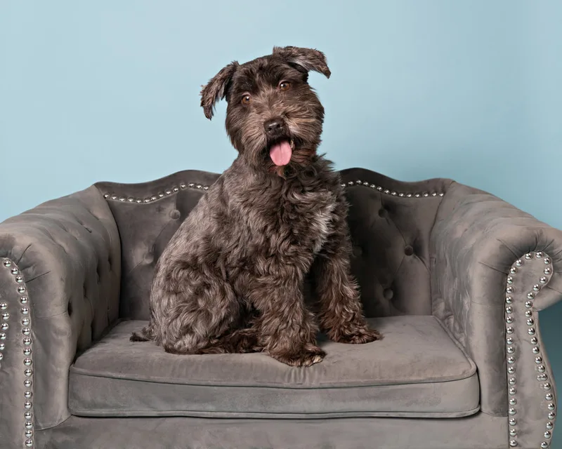 Color photo of a brown mini schnauzer dog on.a gray couch against a blue backdrop. The photo was taken in the studio of Laura Pea Photography, a Long Island pet photographer. 