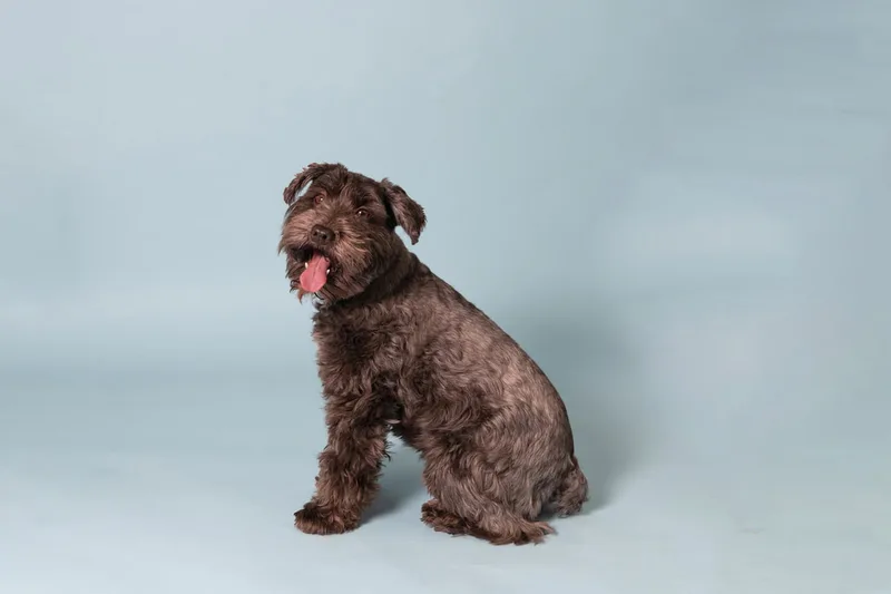 Color photo of a brown mini schnauzer dog against a blue backdrop. The photo was taken in the studio of Laura Pea Photography, a Long Island pet photographer. 