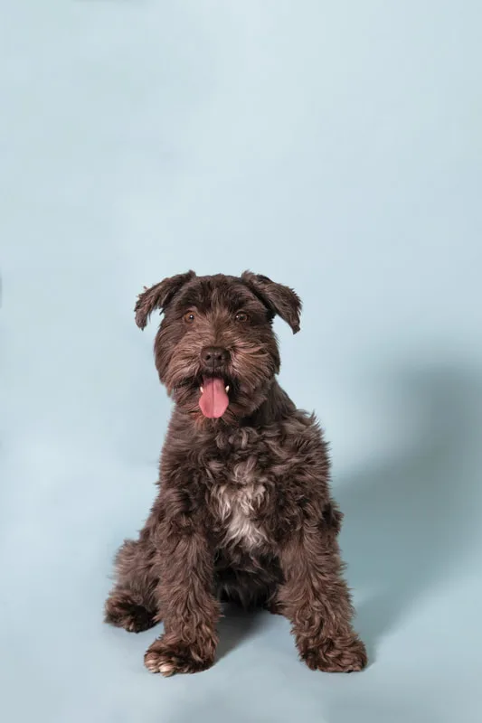 Color photo of a brown mini schnauzer dog against a blue backdrop. The photo was taken in the studio of Laura Pea Photography, a Long Island pet photographer. 