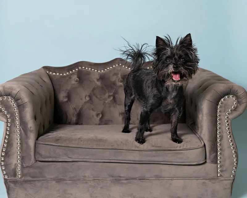 Color photo of a black mini schnauzer mix dog on.a gray couch against a blue backdrop. The photo was taken in the studio of Laura Pea Photography, a Long Island pet photographer. 