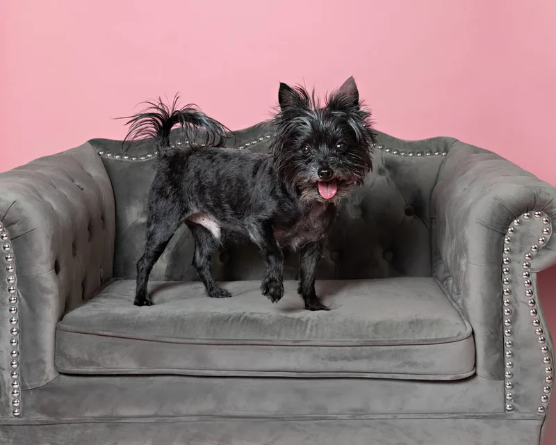 Color photo of a black mini schnauzer mix dog on.a gray couch against a pink backdrop. The photo was taken in the studio of Laura Pea Photography, a Long Island pet photographer. 