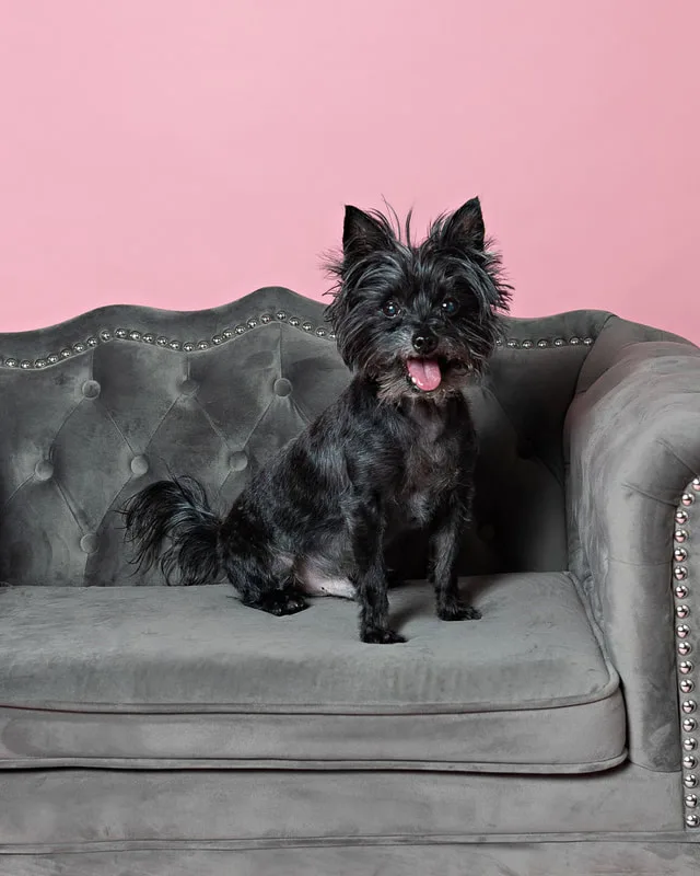 Color photo of a black mini schnauzer mix dog on.a gray couch against a pink backdrop. The photo was taken in the studio of Laura Pea Photography, a Long Island pet photographer. 