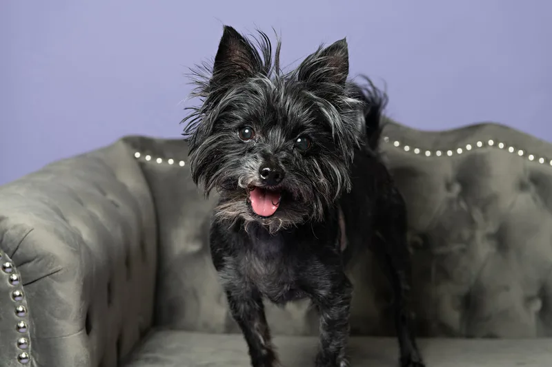 Color photo of a black mini schnauzer mix dog on.a gray couch against a purple backdrop. The photo was taken in the studio of Laura Pea Photography, a Long Island pet photographer. 