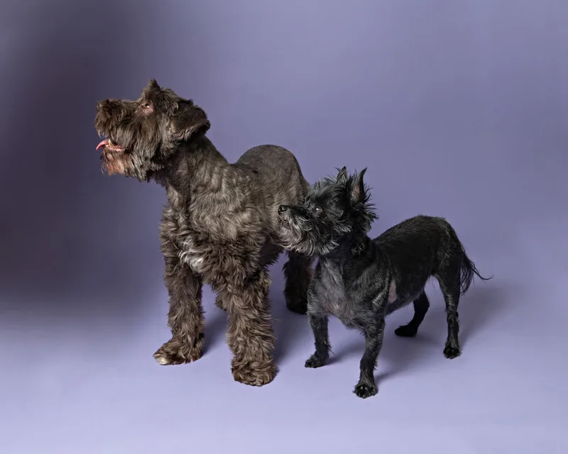 Color photo of a brown mini schnauzer and a black mini schnauzer mix dog against a purple backdrop. The photo was taken in the studio of Laura Pea Photography, a Long Island pet photographer. 