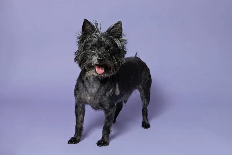 Color photo of a black mini schnauzer mix dog against a purple backdrop. The photo was taken in the studio of Laura Pea Photography, a Long Island pet photographer. 