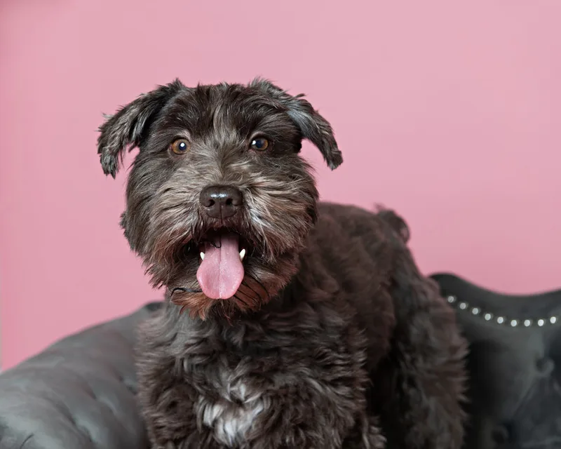 Color photo of a brown mini schnauzer dog against a pink backdrop. The photo was taken in the studio of Laura Pea Photography, a Long Island pet photographer. 
