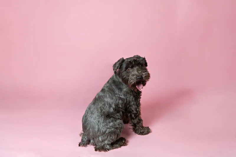 Color photo of a brown mini schnauzer dog against a pink backdrop. The photo was taken in the studio of Laura Pea Photography, a Long Island pet photographer. 