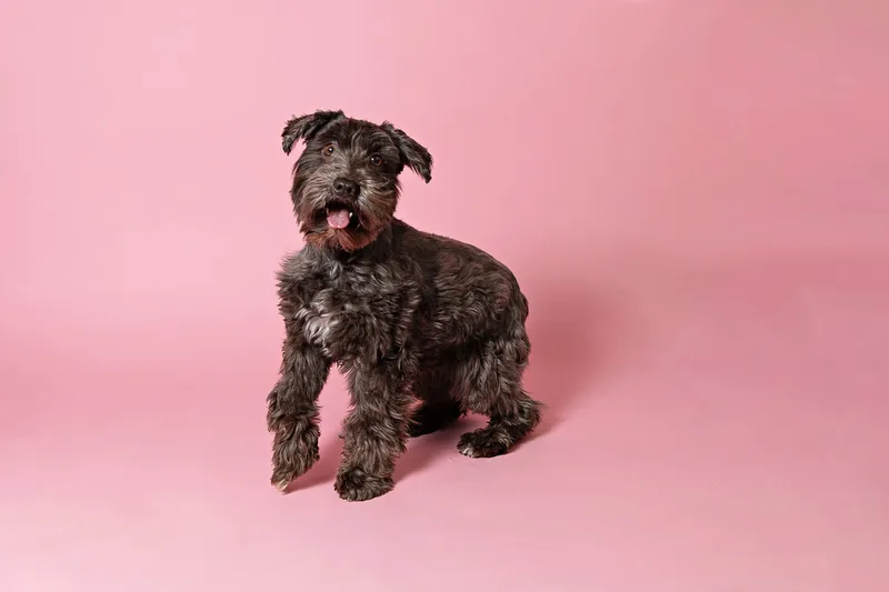 Color photo of a brown mini schnauzer dog against a pink backdrop. The photo was taken in the studio of Laura Pea Photography, a Long Island pet photographer. 