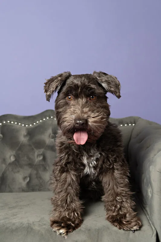 Color photo of a brown mini schnauzer on.a gray couch against a purple backdrop. The photo was taken in the studio of Laura Pea Photography, a Long Island pet photographer. 