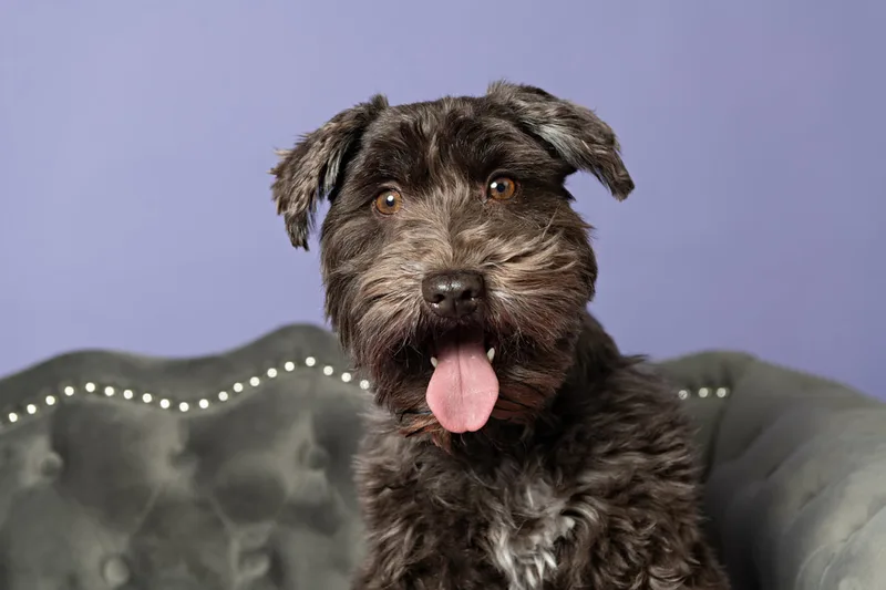 Color photo of a brown mini schnauzer on.a gray couch against a purple backdrop. The photo was taken in the studio of Laura Pea Photography, a Long Island pet photographer. 