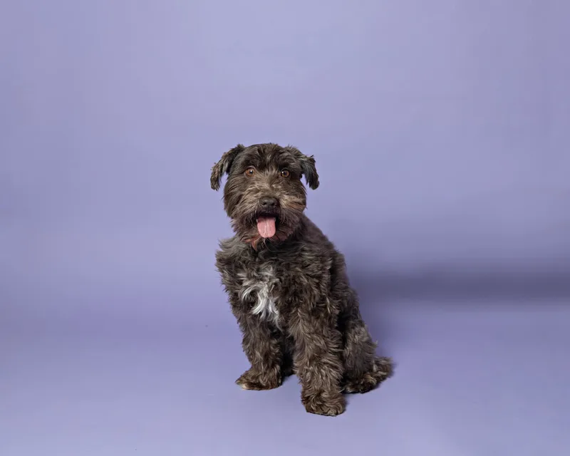Color photo of a brown mini schnauzer dog against a purple backdrop. The photo was taken in the studio of Laura Pea Photography, a Long Island pet photographer. 