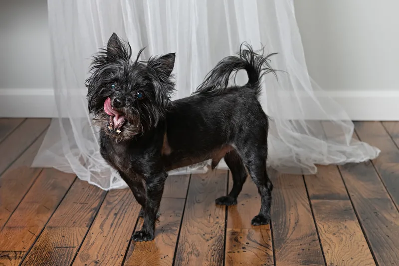 Color photo of a black mini schnauzer dog against a white tulle backdrop. The photo was taken in the studio of Laura Pea Photography, a Long Island pet photographer. 