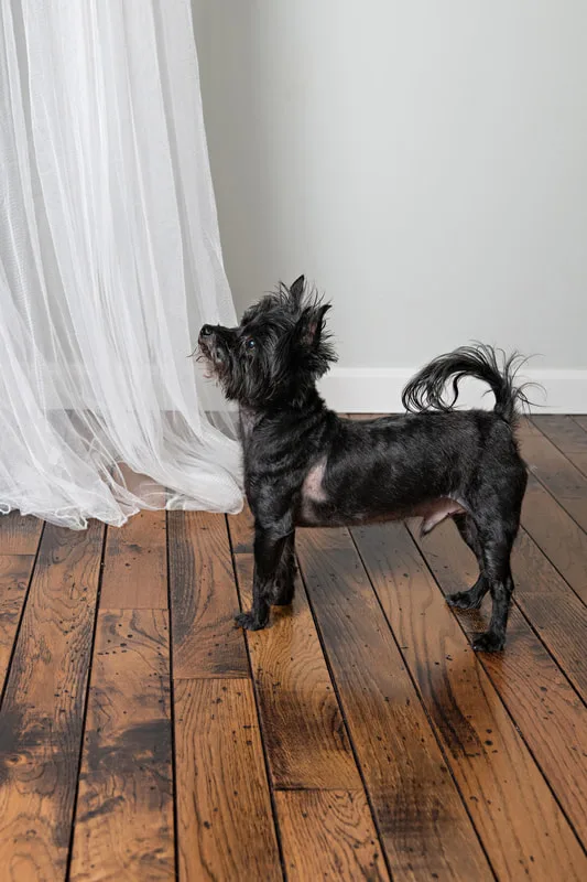 Color photo of a black mini schnauzer dog against a white tulle backdrop. The photo was taken in the studio of Laura Pea Photography, a Long Island pet photographer. 