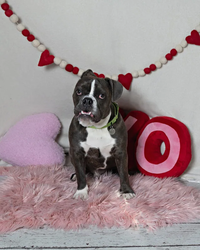 Color photo of a Boxer Pit Bull  mix dog in front of a white backdrop with lots of Valentine's Day props. The photo was taken by Laura Pea Photography, a Long Island pet photographer. 