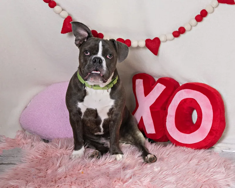 Color photo of a Boxer Pit Bull  mix dog in front of a white backdrop with lots of Valentine's Day props. The photo was taken by Laura Pea Photography, a Long Island pet photographer. 