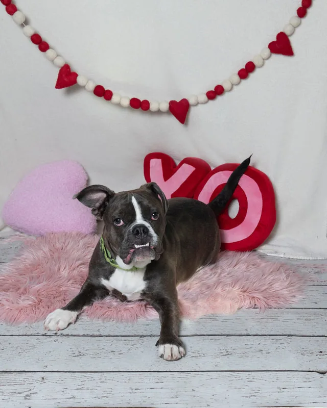 Color photo of a Boxer Pit Bull  mix dog in front of a white backdrop with lots of Valentine's Day props. The photo was taken by Laura Pea Photography, a Long Island pet photographer. 