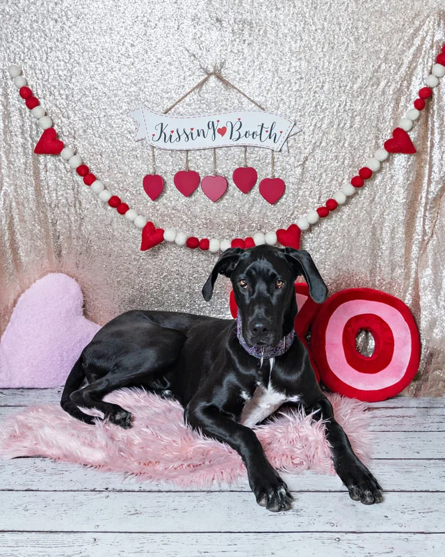 Color photo of a Great Dane mix dog in front of a sequin backdrop with lots of Valentine's Day props. The photo was taken by Laura Pea Photography, a Long Island pet photographer. 