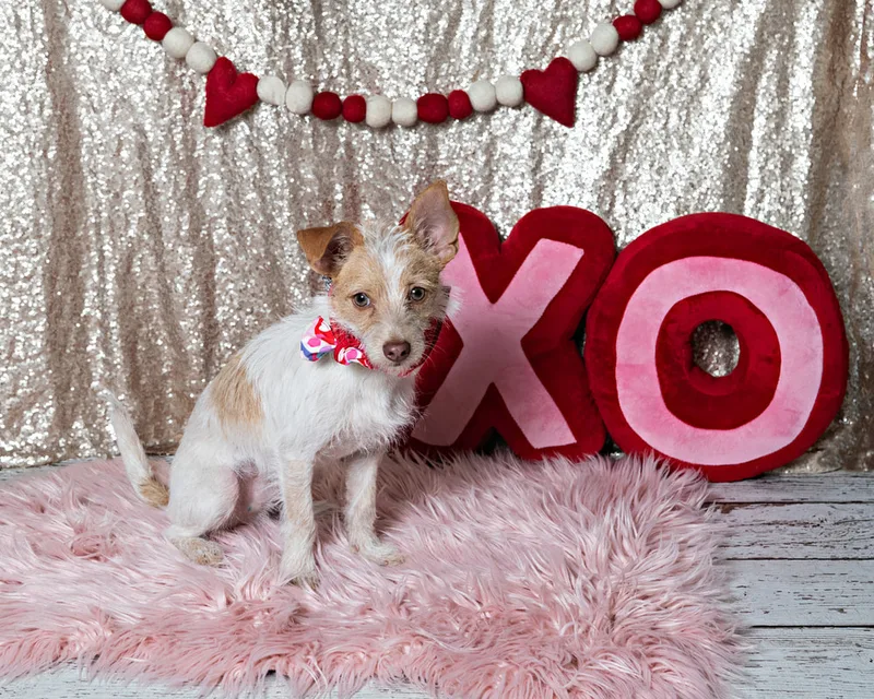 Color photo of a Jack Russell Terrier mix dog in front of a sequin backdrop with lots of Valentine's Day props. The photo was taken by Laura Pea Photography, a Long Island pet photographer. 