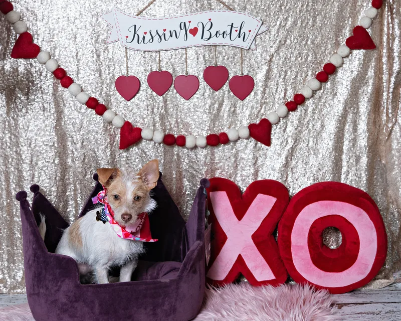 Color photo of a Jack Russell Terrier mix dog in front of a sequin backdrop with lots of Valentine's Day props. The photo was taken by Laura Pea Photography, a Long Island pet photographer. 