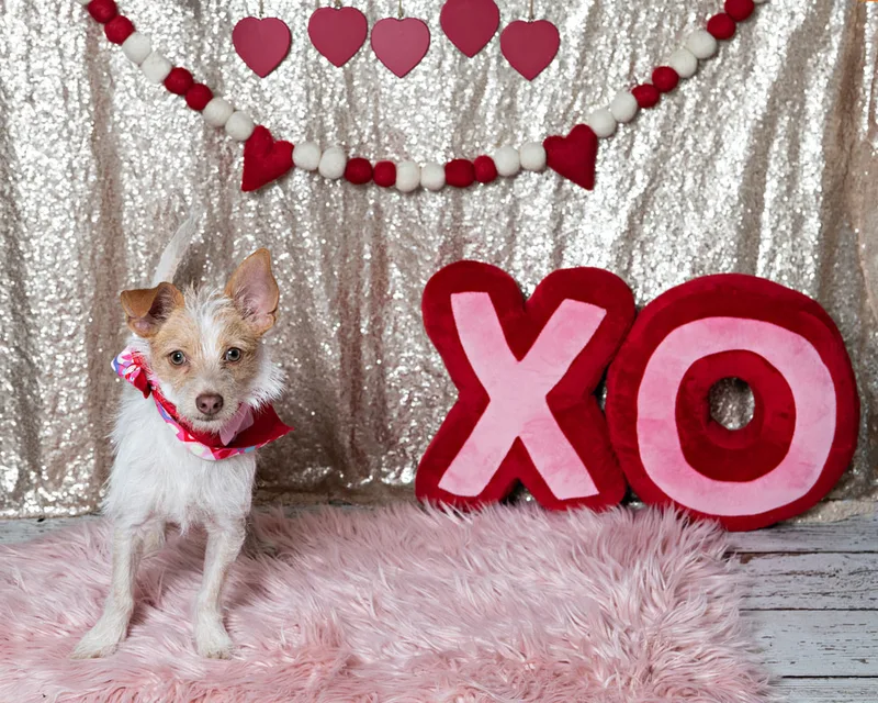 Color photo of a Jack Russell Terrier mix dog in front of a sequin backdrop with lots of Valentine's Day props. The photo was taken by Laura Pea Photography, a Long Island pet photographer. 