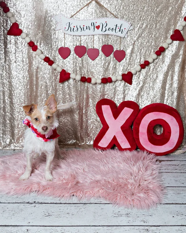 Color photo of a Jack Russell Terrier mix dog in front of a sequin backdrop with lots of Valentine's Day props. The photo was taken by Laura Pea Photography, a Long Island pet photographer. 