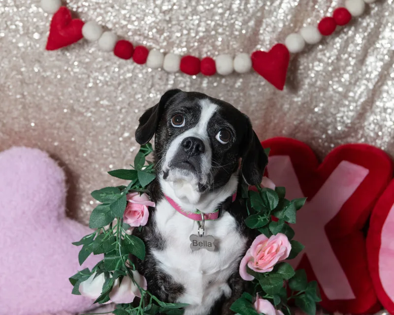 Color photo of a beagle boxer mix dog in front of a sequin backdrop with lots of Valentine's Day props. The photo was taken by Laura Pea Photography, a Long Island pet photographer. 