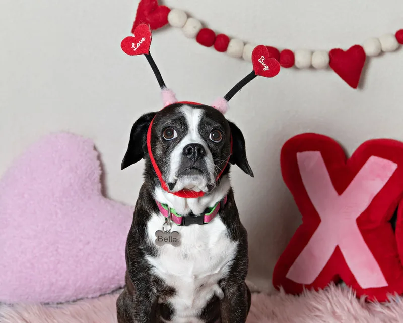 Color photo of a beagle boxer mix dog in front of a white backdrop with lots of Valentine's Day props. The photo was taken by Laura Pea Photography, a Long Island pet photographer. 