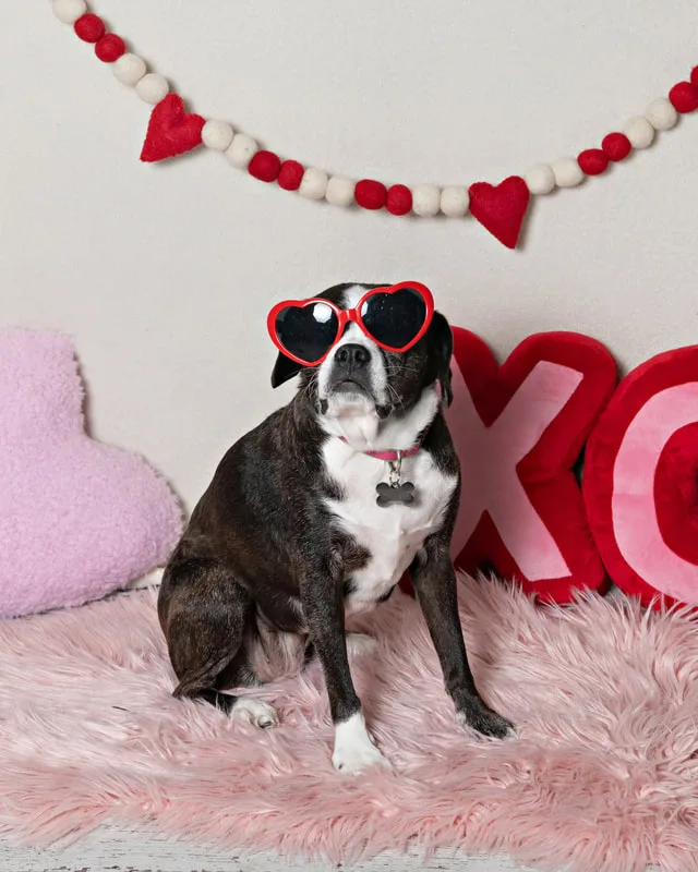 Color photo of a beagle boxer mix dog in front of a white backdrop with lots of Valentine's Day props. The photo was taken by Laura Pea Photography, a Long Island pet photographer. 