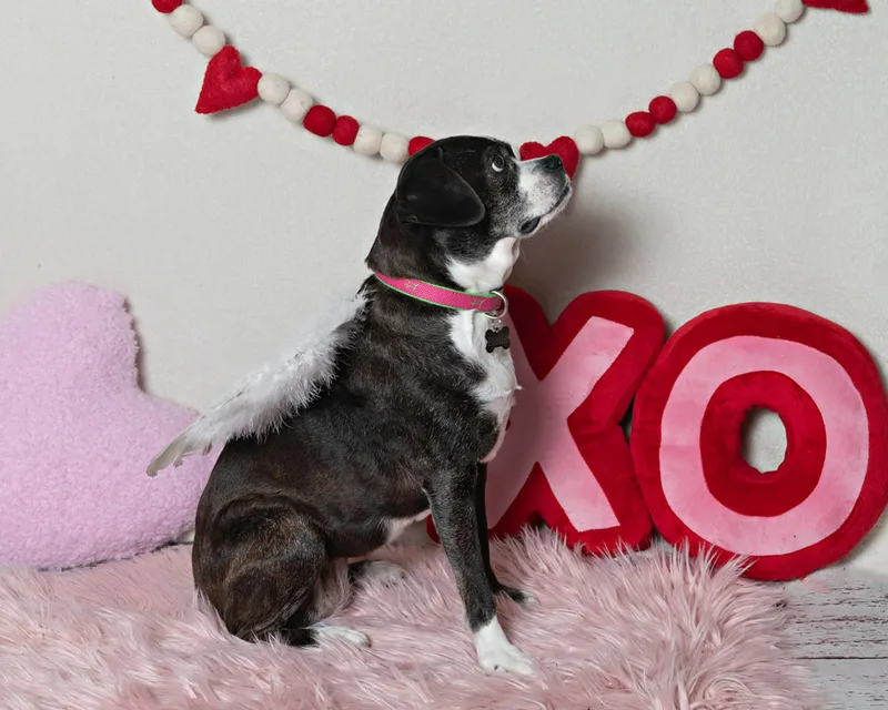 Color photo of a beagle boxer mix dog in front of a white backdrop with lots of Valentine's Day props. The photo was taken by Laura Pea Photography, a Long Island pet photographer. 