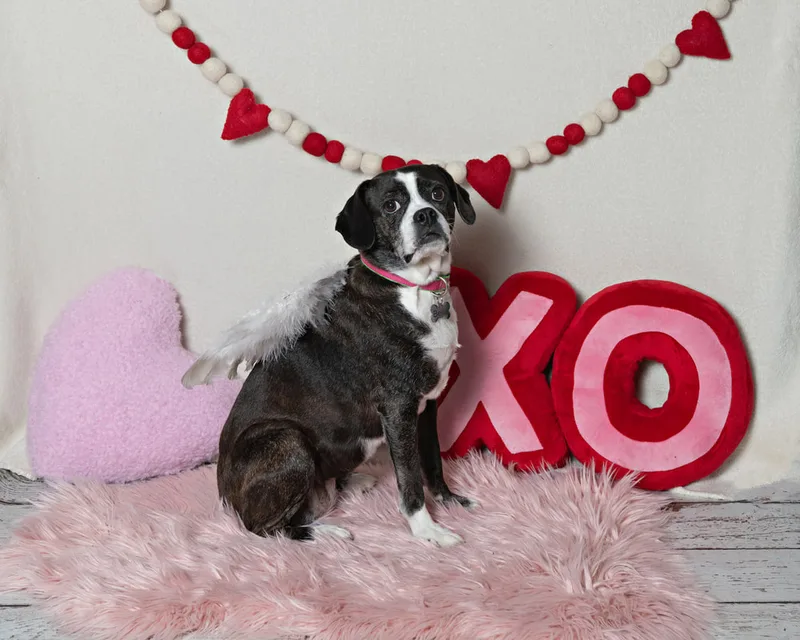 Color photo of a beagle boxer mix dog in front of a white backdrop with lots of Valentine's Day props. The photo was taken by Laura Pea Photography, a Long Island pet photographer. 
