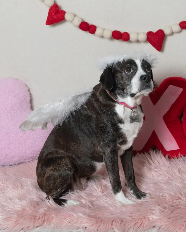 Color photo of a beagle boxer mix dog in front of a white backdrop with lots of Valentine's Day props. The photo was taken by Laura Pea Photography, a Long Island pet photographer. 