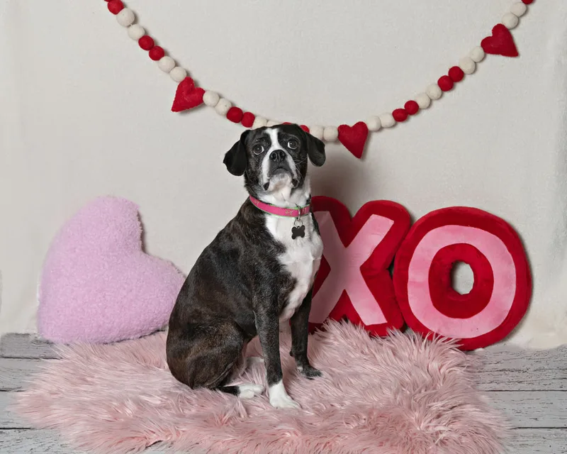 Color photo of a beagle boxer mix dog in front of a white backdrop with lots of Valentine's Day props. The photo was taken by Laura Pea Photography, a Long Island pet photographer. 